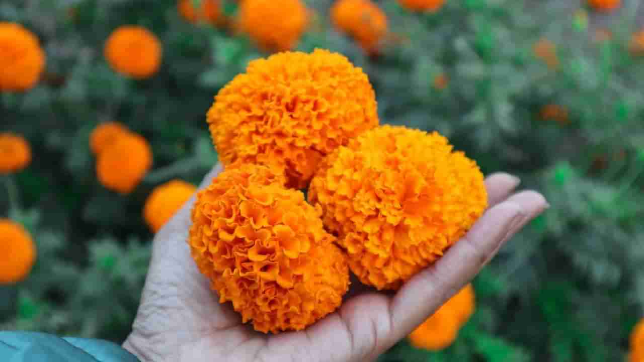 Vasthu Shastra: ಮನೆಯ ಈ ದಿಕ್ಕಿನಲ್ಲಿ ಚೆಂಡು ಹೂವಿನ ಗಿಡ ನೆಡಿ; ಪ್ರಯೋಜನ ಸಾಕಷ್ಟಿವೆ