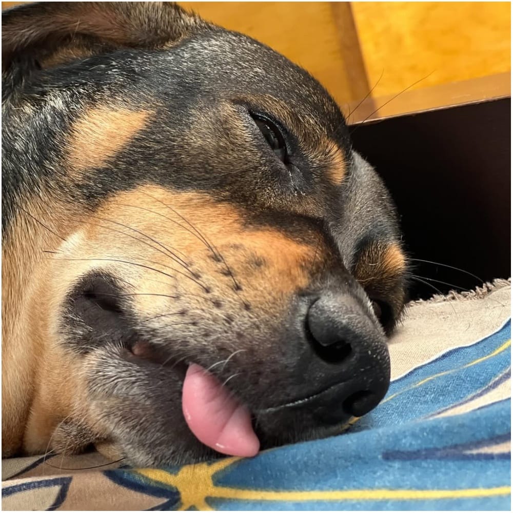 ದೆಹಲಿಯಲ್ಲಿ ನಾಯಿ ಕಡಿತದಿಂದ ರೇಬೀಸ್‌ಗೆ 6 ವರ್ಷದ ಬಾಲಕಿ ಚಾವಿ ಶರ್ಮಾ ನಿಧನ ಹೊಂದಿದ್ದಳು. ಈ ಬೆನ್ನಲ್ಲೇ ಸುಪ್ರೀಂಕೋರ್ಟ್ ಮಹತ್ವದ ಆದೇಶ ಹೊರಡಿಸಿದೆ. 8 ವಾರಗಳೊಳಗೆ ಪ್ರತಿಯೊಂದು ಬೀದಿ ನಾಯಿಯನ್ನು ಒಟ್ಟುಗೂಡಿಸಿ, ಗೊತ್ತುಪಡಿಸಿದ ನಾಯಿಗಳ ಆಶ್ರಯತಾಣಗಳಿಗೆ ಸ್ಥಳಾಂತರಿಸಬೇಕೆಂದು ನಿರ್ದೇಶಿಸಿದೆ.