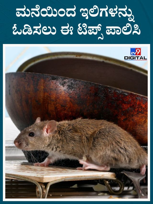 ಹೀಗೆ ಮಾಡಿದ್ರೆ ಸಾಕು ನೋಡಿ ಮನೆಯಲ್ಲಿ ಇಲಿಗಳ ಕಾಟವೇ ಇರೋದಿಲ್ಲ