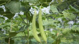 ಮನುಷ್ಯ ಸತ್ತ ಮೇಲೆ ಮಾತ್ರವಲ್ಲ ಬದುಕಿರುವಾಗಲೂ ಅಂಗಾಂಗ ದಾನ ಮಾಡಬಹುದು; ಈ ಬಗ್ಗೆ ಡಾ. ಪ್ರದೀಪ್ ರಂಗಪ್ಪ ಏನ್ ಹೇಳ್ತಾರೆ ನೋಡಿ