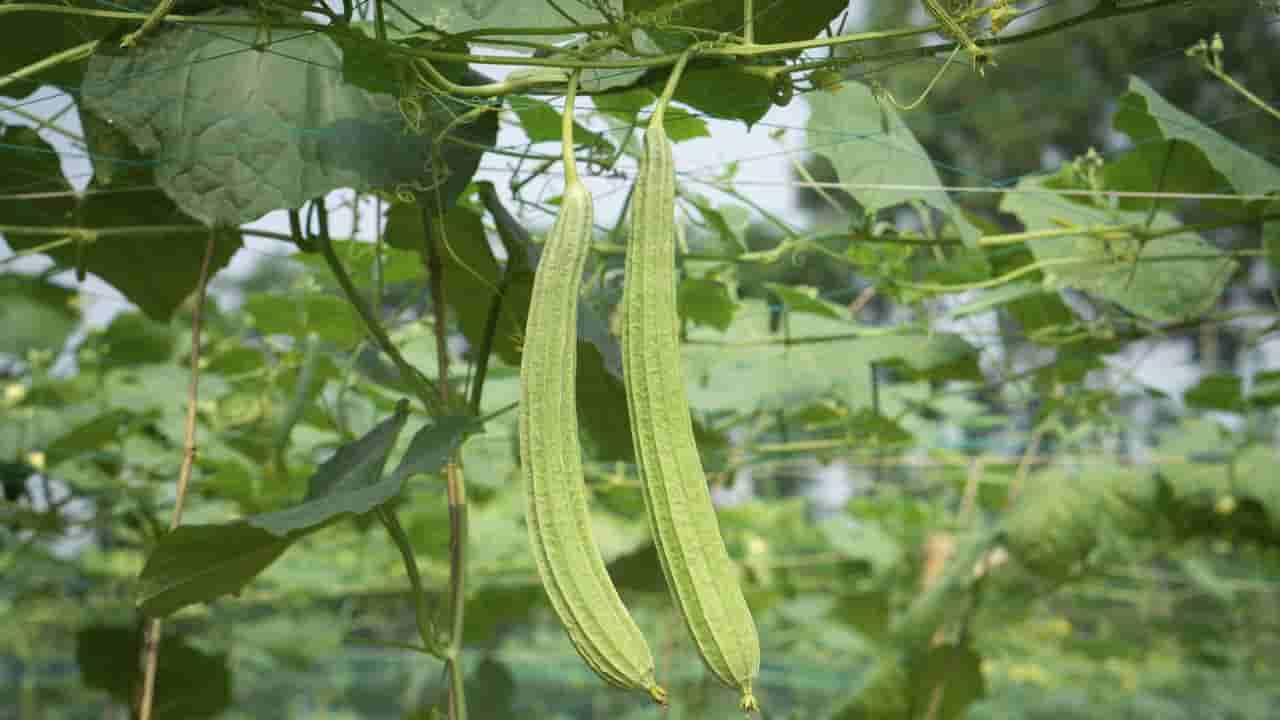 ಲಿವರ್ ಡಿಟಾಕ್ಸ್ ಆಗಬೇಕು ಅಂದ್ರೆ ಈ ಒಂದು ತರಕಾರಿಯನ್ನು ವಾರಕ್ಕೊಮ್ಮೆ ಸೇವನೆ ಮಾಡಿ