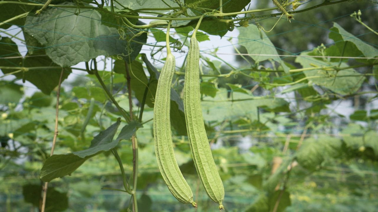 ಲಿವರ್ ಡಿಟಾಕ್ಸ್ ಆಗಬೇಕು ಅಂದ್ರೆ ಈ ಒಂದು ತರಕಾರಿಯನ್ನು ವಾರಕ್ಕೊಮ್ಮೆ ಸೇವನೆ ಮಾಡಿ