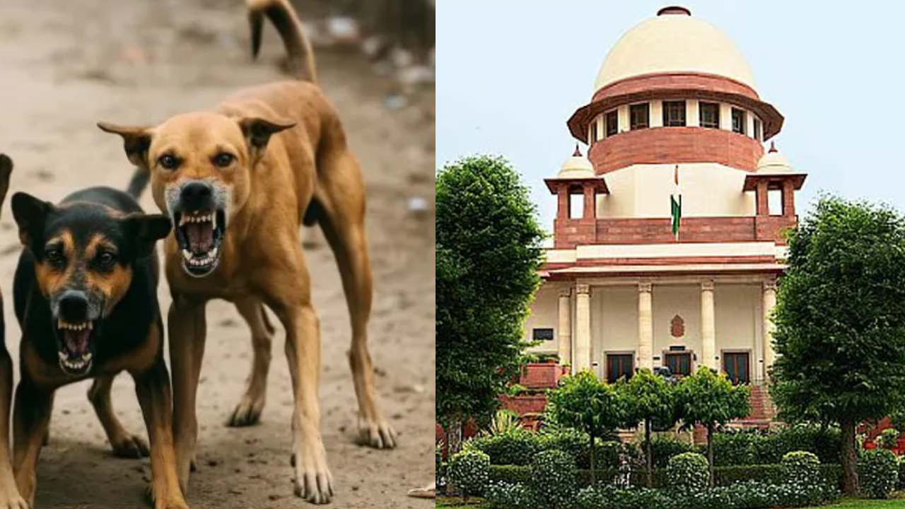 ಬೀದಿ ನಾಯಿಗಳನ್ನು ಸ್ಥಳಾಂತರಿಸಿ: ಸುಪ್ರೀಂಕೋರ್ಟ್ನಿಂದ ಎಲ್ಲ ರಾಜ್ಯಗಳಿಗೆ ಖಡಕ್ ಸೂಚನೆ ಬೀದಿ ನಾಯಿಗಳನ್ನು ಸ್ಥಳಾಂತರಿಸಿ: ಸುಪ್ರೀಂಕೋರ್ಟ್ನಿಂದ ಎಲ್ಲ ರಾಜ್ಯಗಳಿಗೆ ಖಡಕ್ ಸೂಚನೆ