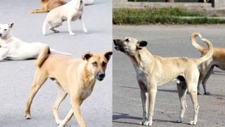 ಸಂಪುಟದಿಂದ ರಾಜಣ್ಣ ವಜಾ, ಮಧುಗಿರಿ ಬಂದ್: ಪೆಟ್ರೋಲ್ ಸುರಿದುಕೊಂಡು ಆತ್ಮಹತ್ಯೆಗೆ ಯತ್ನಿಸಿದ ರಾಜಣ್ಣ ಬೆಂಬಲಿಗ