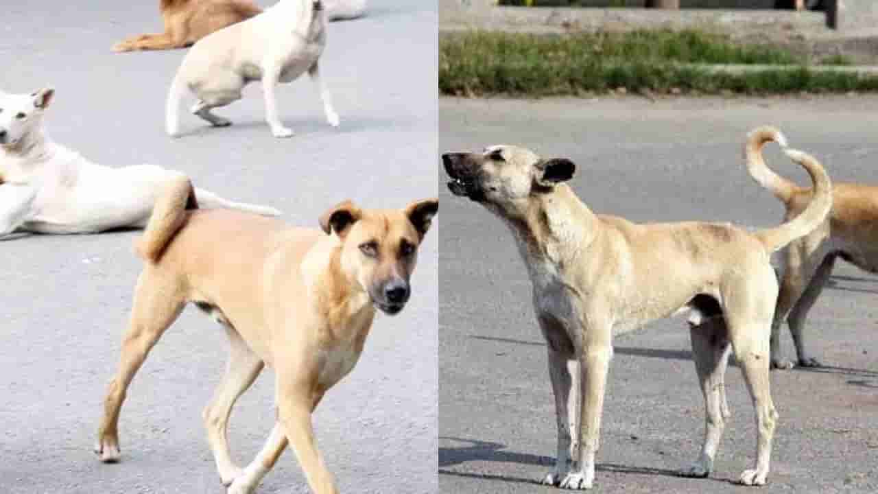 ಕರ್ನಾಟಕದಲ್ಲೂ ನಾಯಿ ಕಡಿತ ಪ್ರಕರಣ ಗಣನೀಯ ಹೆಚ್ಚಳ: ಈ ವರ್ಷ 26 ಮಂದಿ ಸಾವು