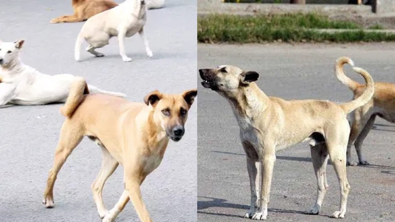 ಕರ್ನಾಟಕದಲ್ಲೂ ನಾಯಿ ಕಡಿತ ಪ್ರಕರಣ ಗಣನೀಯ ಹೆಚ್ಚಳ: ಈ ವರ್ಷ 26 ಮಂದಿ ಸಾವು