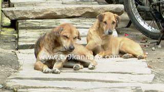 Karnataka Rains: ಕರ್ನಾಟಕದ ಕರಾವಳಿ, ದಕ್ಷಿಣ ಒಳನಾಡಿನ ಈ ಜಿಲ್ಲೆಗಳಲ್ಲಿ ಭಾರಿ ಮಳೆ