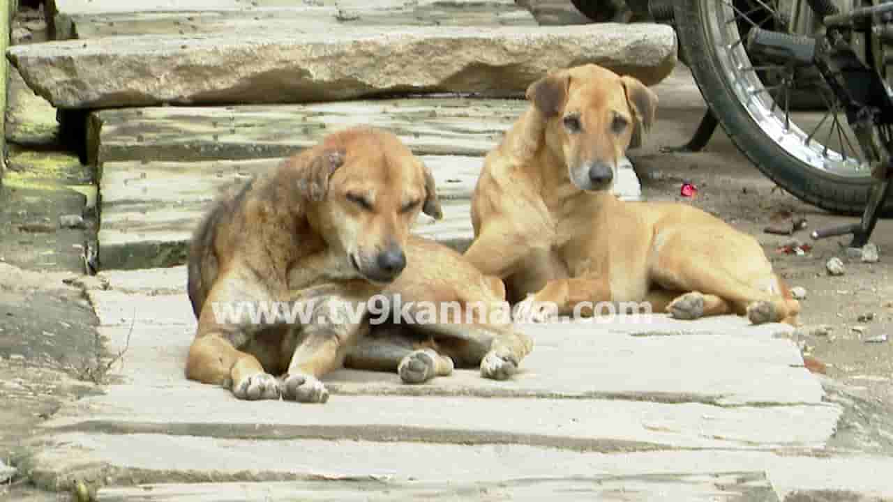 ಬೀದಿ ನಾಯಿಗಳಿಗೆ ಟ್ರೈನಿಂಗ್ ಕೊಡಿಸಲಿದೆ ಬಿಬಿಎಂಪಿ! ಡಾಗ್ ಟ್ರೈನರ್ಗಳ ಮೂಲಕ ತರಬೇತಿಗೆ ಚಿಂತನೆ