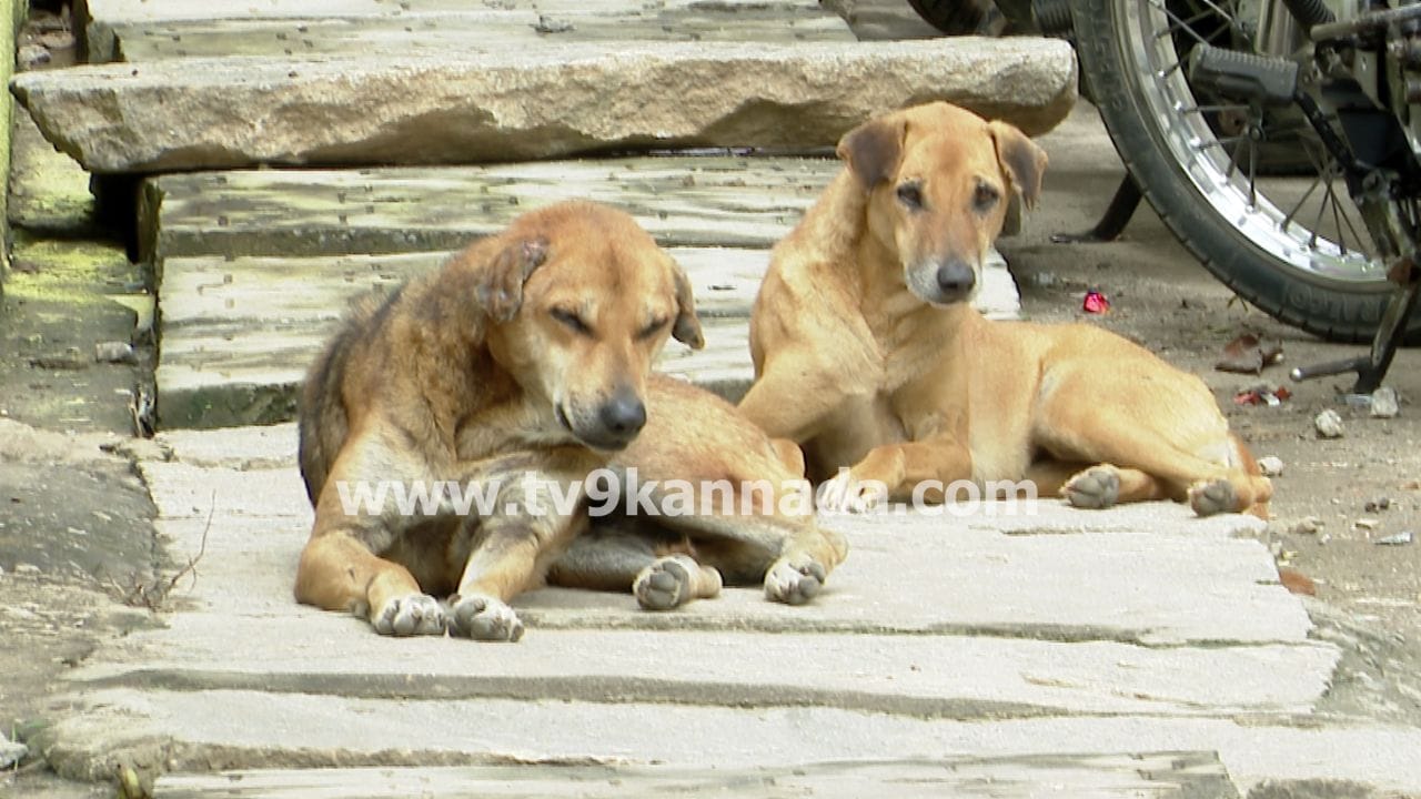 ಬೀದಿ ನಾಯಿಗಳಿಗೆ ಟ್ರೈನಿಂಗ್ ಕೊಡಿಸಲಿದೆ ಬಿಬಿಎಂಪಿ! ಡಾಗ್ ಟ್ರೈನರ್​ಗಳ ಮೂಲಕ ತರಬೇತಿಗೆ ಚಿಂತನೆ