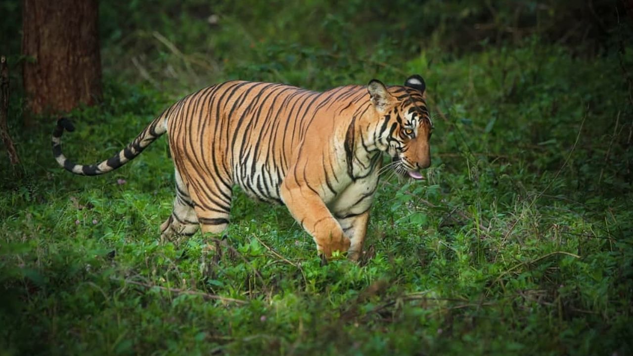 ಕರ್ನಾಟಕದಲ್ಲಿ ಹುಲಿ ಸಂತತಿ ಅಪಾಯದಲ್ಲಿ: ಐದು ವರ್ಷಗಳಲ್ಲಿ 75 ವ್ಯಾಘ್ರಗಳ ಸಾವು