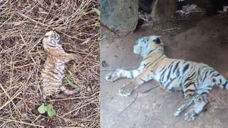Karnataka Rains: ಬೆಂಗಳೂರಿನಲ್ಲಿ ಆ.19ರವರೆಗೂ ಮಳೆ, 19 ಜಿಲ್ಲೆಗಳಿಗೆ ಯೆಲ್ಲೋ ಅಲರ್ಟ್​​