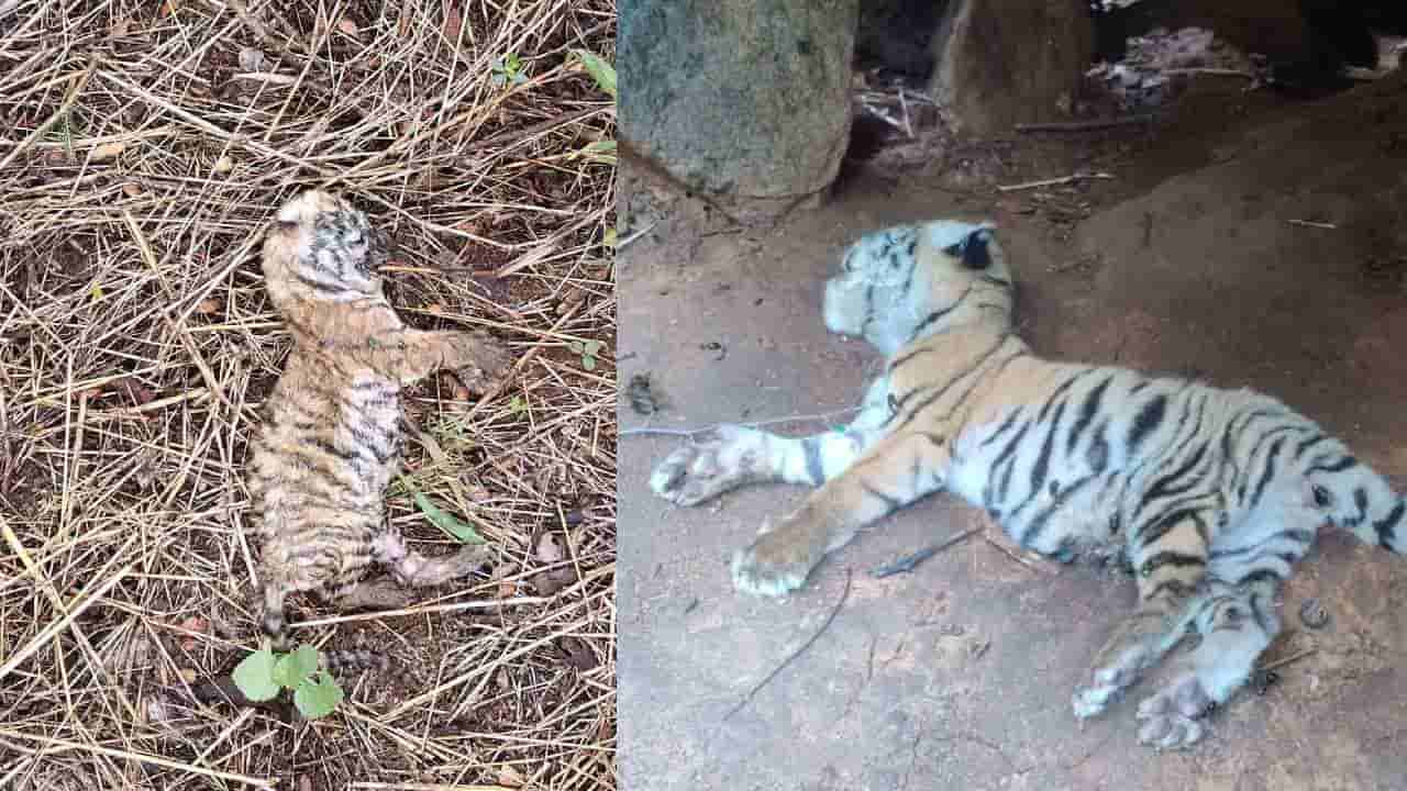 ಚಾಮರಾಜನಗರ ಜಿಲ್ಲೆಯಲ್ಲಿ ಮತ್ತೆರಡು ಹುಲಿ ಮರಿಗಳು ಸಾವು