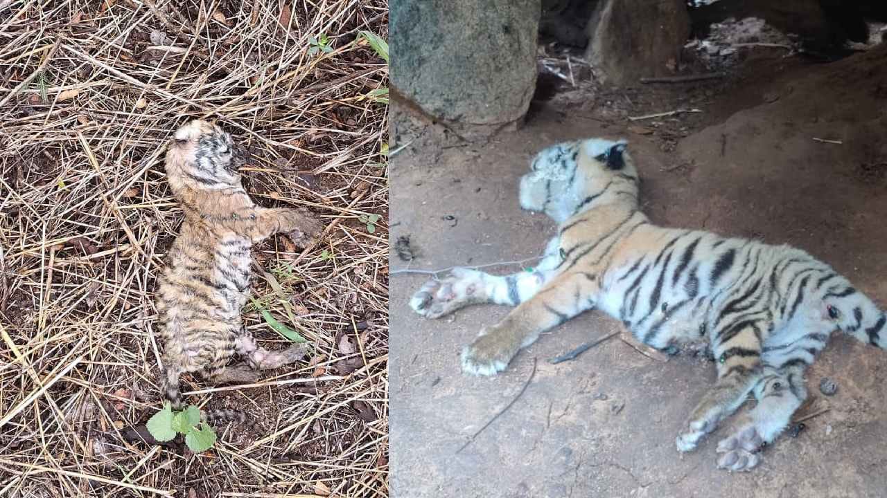 ಚಾಮರಾಜನಗರ ಜಿಲ್ಲೆಯಲ್ಲಿ ಮತ್ತೆರಡು ಹುಲಿ ಮರಿಗಳು ಸಾವು