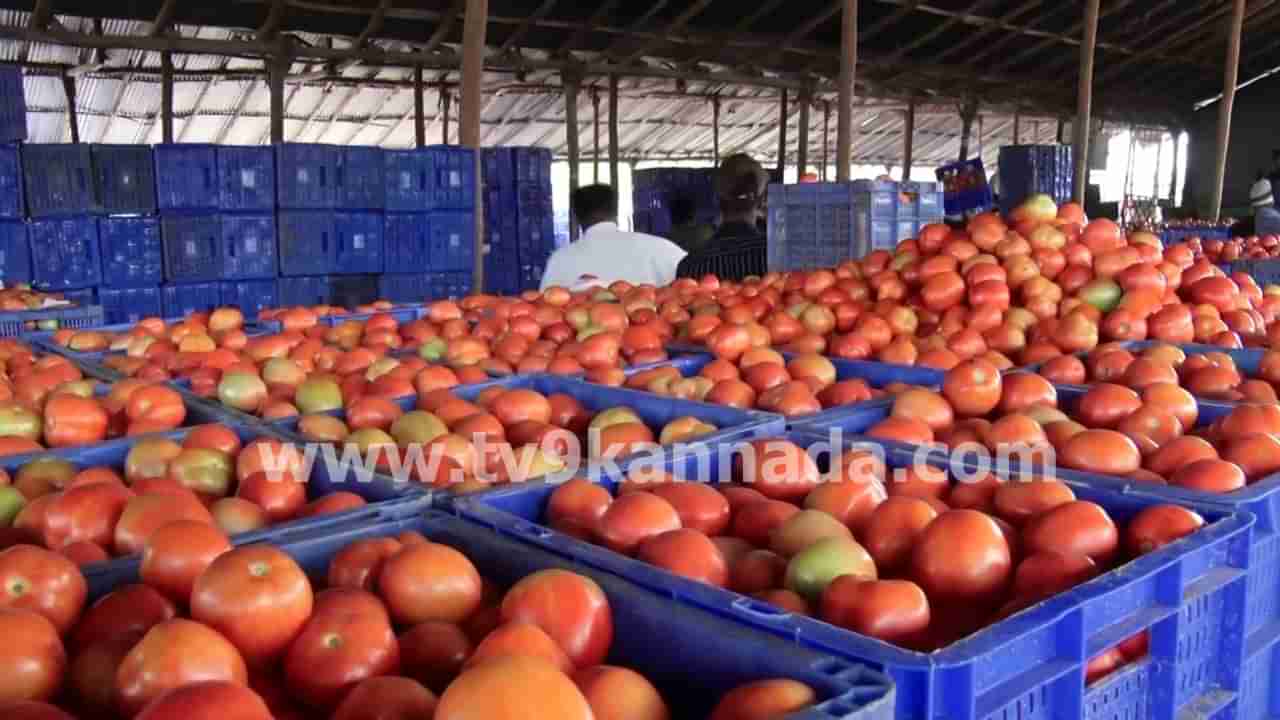 Tomato Price: ಟೊಮೆಟೋ ಬೆಲೆ ದಿಢೀರ್ ಕುಸಿತ, ಕೋಲಾರ ರೈತರಿಗೆ ಕೈಕೊಟ್ಟ ಕೆಂಪು ಸುಂದರಿ