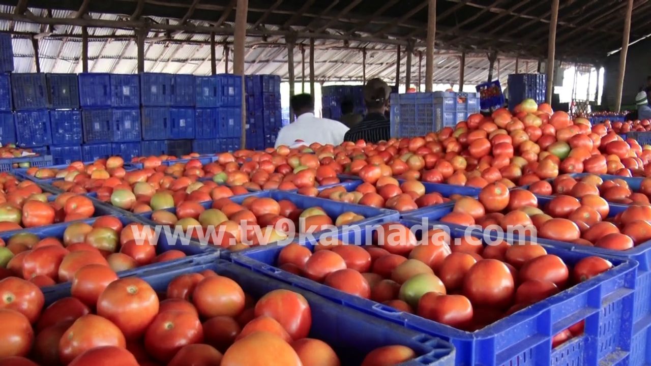 Tomato Price: ಟೊಮೆಟೋ ಬೆಲೆ ದಿಢೀರ್ ಕುಸಿತ, ಕೋಲಾರ ರೈತರಿಗೆ ಕೈಕೊಟ್ಟ ಕೆಂಪು ಸುಂದರಿ