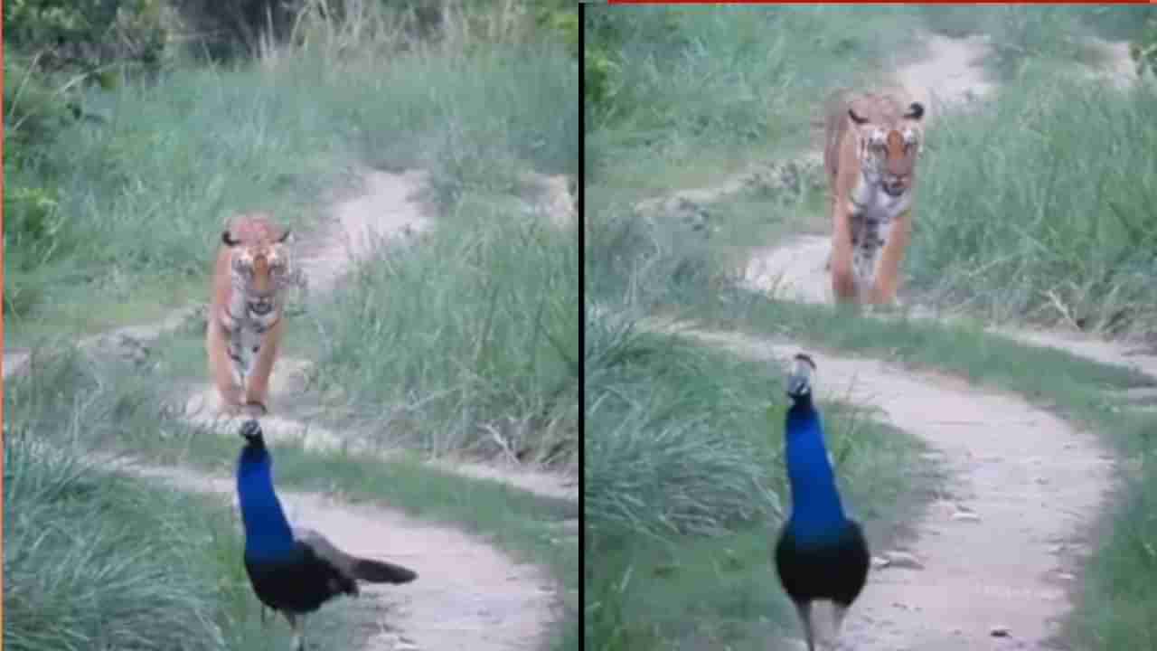 Video: 79ನೇ ಸ್ವಾತಂತ್ರ್ಯೋತ್ಸವಕ್ಕೆ ಅದ್ಭುತ ಅರ್ಥ ನೀಡುವ ದೃಶ್ಯ; ಹುಲಿ-ನವಿಲು ಮುಖಾಮುಖಿ