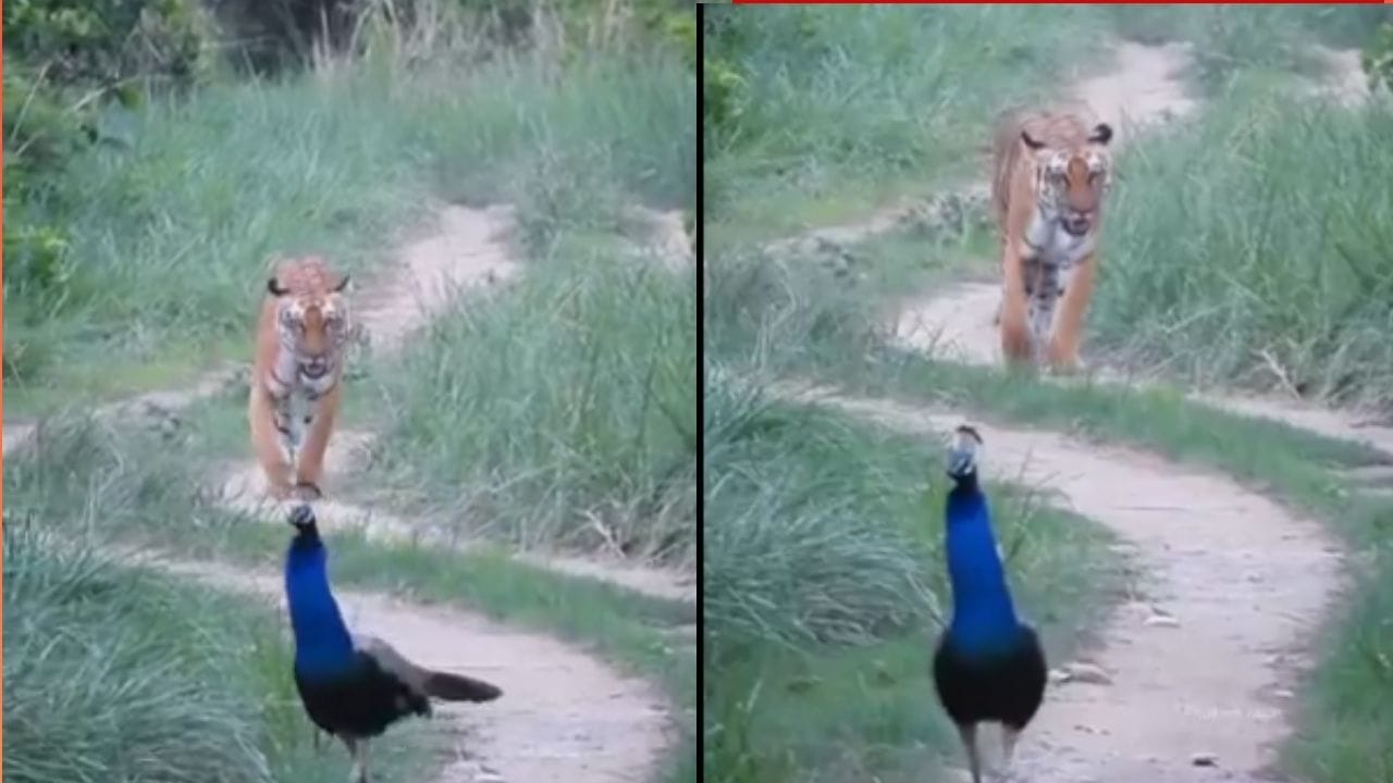 Video: 79ನೇ ಸ್ವಾತಂತ್ರ್ಯೋತ್ಸವಕ್ಕೆ ಅದ್ಭುತ ಅರ್ಥ ನೀಡುವ ದೃಶ್ಯ; ಹುಲಿ-ನವಿಲು ಮುಖಾಮುಖಿ Video: 79ನೇ ಸ್ವಾತಂತ್ರ್ಯೋತ್ಸವಕ್ಕೆ ಅದ್ಭುತ ಅರ್ಥ ನೀಡುವ ದೃಶ್ಯ; ಹುಲಿ-ನವಿಲು ಮುಖಾಮುಖಿ