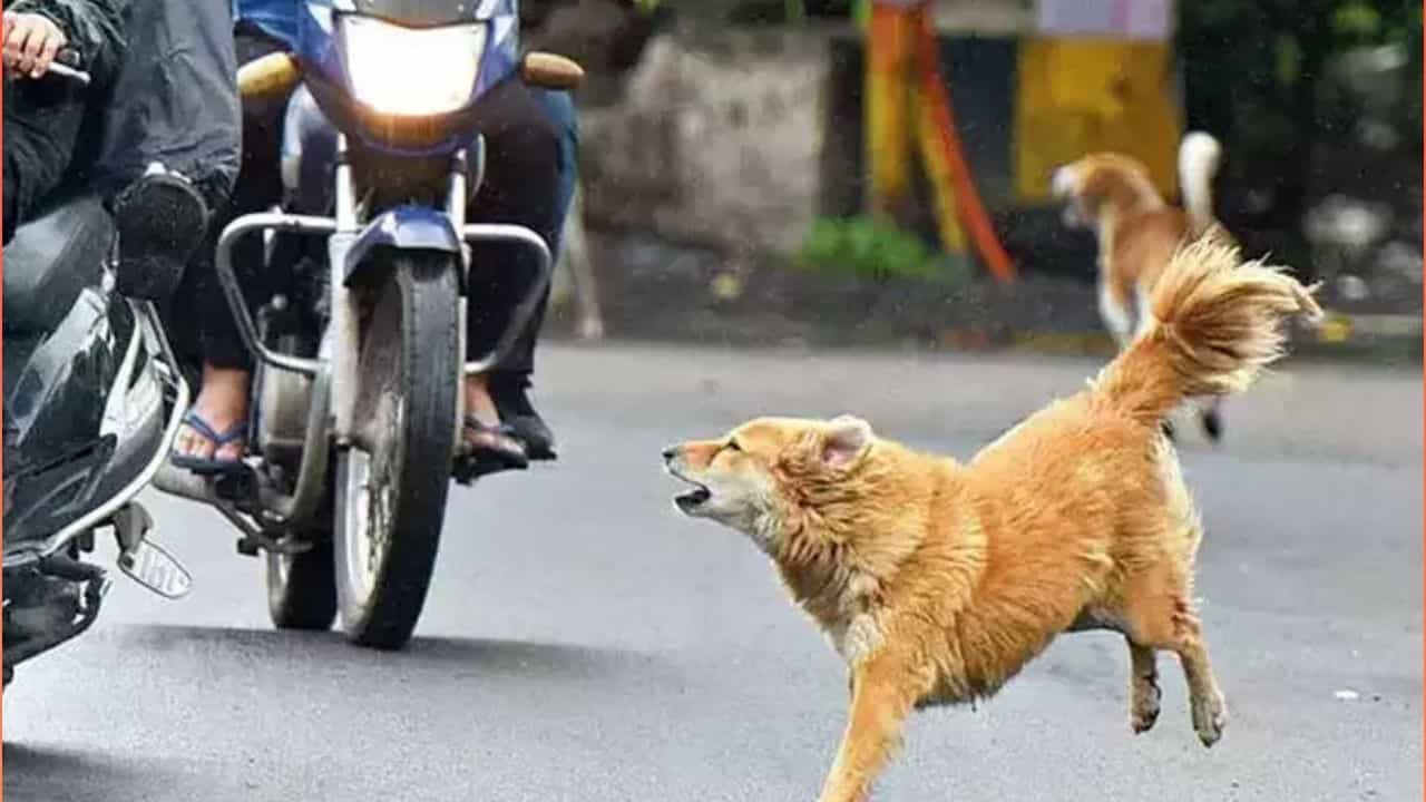 Viral: ಬೆಂಗಳೂರಿನಲ್ಲಿ ನಾಯಿಗಳ ದಾಳಿಯಿಂದ ತಪ್ಪಿಸಲು ಹೋಗಿ ಮನೆಯೊಂದರ ಕಾಂಪೌಂಡ್ ಹಾರಿದ ಟೆಕ್ಕಿ, ಕಳ್ಳ ಎಂದ ಮನೆಯವರು