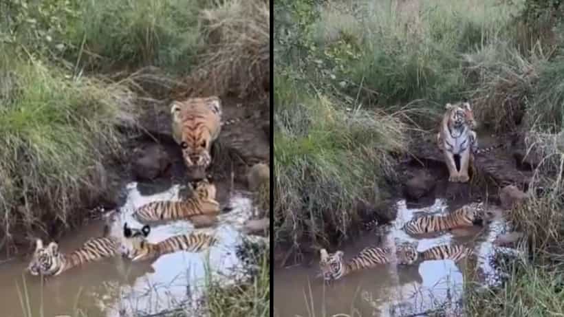 Video: ಅವಳು ತಾಯಿ, ಮಕ್ಕಳ ಕಾಳಜಿ ಮಾಡಲೇಬೇಕು, ನೀರಿನಲ್ಲಿ ಹುಲಿ ಮರಿಗಳ ಜಾಲಿ, ಅಮ್ಮನಿಗೆ ಆತಂಕ