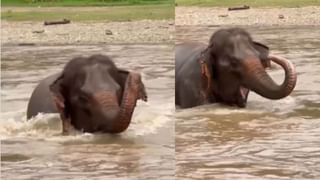 “ಬ್ರೆಸ್ಟ್ ಮಿಲ್ಕ್” ಐಸ್ ಕ್ರೀಮ್, ಇದು ಮಹಿಳೆಯ ಎದೆ ಹಾಲಿನಿಂದ ತಯಾರಿಸಿದ ಐಸ್ ಕ್ರೀಮ್, ನಿಜಾಂಶ ಇಲ್ಲಿದೆ