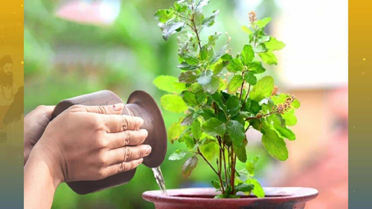 Tulsi plant: ಭಾನುವಾರ ತುಳಸಿಗೆ ನೀರು ಅರ್ಪಿಸಬಾರದು ಎಂದು ಹೇಳುವುದೇಕೆ? ಧಾರ್ಮಿಕ ಕಾರಣ ಇಲ್ಲಿದೆ