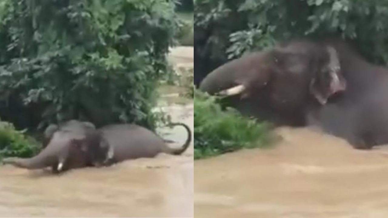 Video: ಉಕ್ಕಿ ಹರಿಯುತ್ತಿರುವ ನದಿಯಲ್ಲಿ ಸಿಲುಕಿ ಜೀವ ಉಳಿಸಿಕೊಳ್ಳಲು ಹರಸಾಹಸ ಪಟ್ಟ ಆನೆ, ಮುಂದೇನಾಯ್ತು ನೋಡಿ