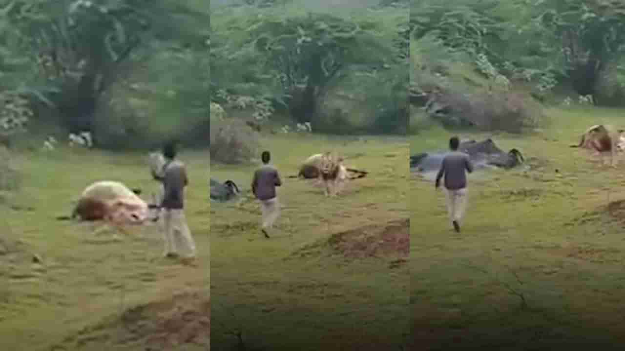 Video: ಭರ್ಜರಿ ಬೇಟೆ ಸವಿಯುತ್ತಿದ್ದ ಸಿಂಹದ ಹತ್ತಿರ ಹೋಗಿ ವಿಡಿಯೋ ಮಾಡಿದ ಯುವಕ, ಮುಂದೇನಾಯ್ತು ನೋಡಿ