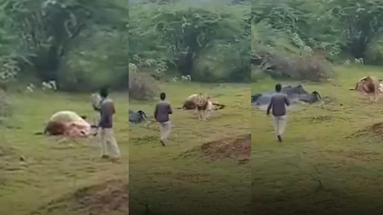 Video: ಭರ್ಜರಿ ಬೇಟೆ ಸವಿಯುತ್ತಿದ್ದ ಸಿಂಹದ ಹತ್ತಿರ ಹೋಗಿ ವಿಡಿಯೋ ಮಾಡಿದ ಯುವಕ, ಮುಂದೇನಾಯ್ತು ನೋಡಿ Video: ಭರ್ಜರಿ ಬೇಟೆ ಸವಿಯುತ್ತಿದ್ದ ಸಿಂಹದ ಹತ್ತಿರ ಹೋಗಿ ವಿಡಿಯೋ ಮಾಡಿದ ಯುವಕ, ಮುಂದೇನಾಯ್ತು ನೋಡಿ