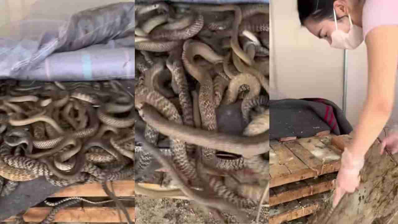 Video: ಬೆಡ್ ರೂಮಿನ ಹಾಸಿಗೆ ಮೇಲೆ ರಾಶಿ ರಾಶಿ ಹಾವುಗಳು, ಈ ಯುವತಿ ಏನ್ ಮಾಡ್ತಿದ್ದಾಳೆ ನೋಡಿ