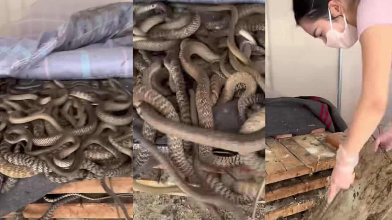 Video: ಬೆಡ್ ರೂಮಿನ ಹಾಸಿಗೆ ಮೇಲೆ ರಾಶಿ ರಾಶಿ ಹಾವುಗಳು, ಈ ಯುವತಿ ಏನ್ ಮಾಡ್ತಿದ್ದಾಳೆ ನೋಡಿ Video: ಬೆಡ್ ರೂಮಿನ ಹಾಸಿಗೆ ಮೇಲೆ ರಾಶಿ ರಾಶಿ ಹಾವುಗಳು, ಈ ಯುವತಿ ಏನ್ ಮಾಡ್ತಿದ್ದಾಳೆ ನೋಡಿ