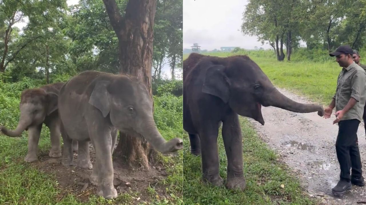 Video: ತಳ್ಳಾಟ, ತುಂಟಾಟದಲ್ಲಿ ಬ್ಯುಸಿ ಈ ಮರಿಯಾನೆಗಳು, ಈ ಕ್ಯೂಟ್ ದೃಶ್ಯ ನೋಡಿ