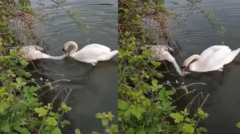 Video: ಎದ್ದೇಳು ಪ್ಲೀಸ್ ಎದ್ದೇಳು; ಸತ್ತು ಹೋದ ಸಂಗಾತಿಯನ್ನು ಎಬ್ಬಿಸಲು ಹಂಸದ ಪರದಾಟ