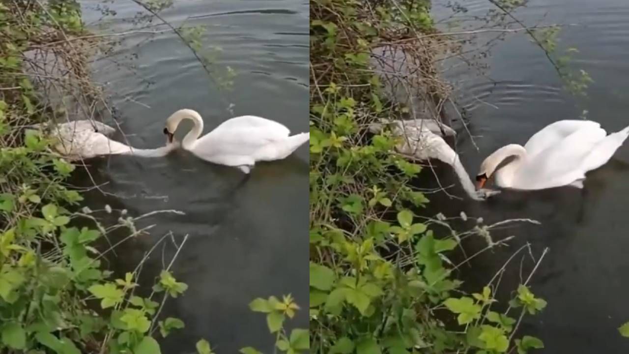 Video: ಎದ್ದೇಳು ಪ್ಲೀಸ್ ಎದ್ದೇಳು; ಸತ್ತು ಹೋದ ಸಂಗಾತಿಯನ್ನು ಎಬ್ಬಿಸಲು ಹಂಸದ ಪರದಾಟ Video: ಎದ್ದೇಳು ಪ್ಲೀಸ್ ಎದ್ದೇಳು; ಸತ್ತು ಹೋದ ಸಂಗಾತಿಯನ್ನು ಎಬ್ಬಿಸಲು ಹಂಸದ ಪರದಾಟ