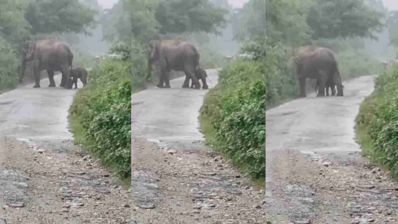 Video: ಹುಟ್ಟಿದ ಕೆಲವೇ ಗಂಟೆಗಳಲ್ಲಿ ಪುಟ್ಟ ಪುಟ್ಟ ಹೆಜ್ಜೆಯಿಟ್ಟು ತಾಯಿಯನ್ನು ಹಿಂಬಾಲಿಸಿ ರಸ್ತೆ ದಾಟಿದ ಮರಿಯಾನೆ