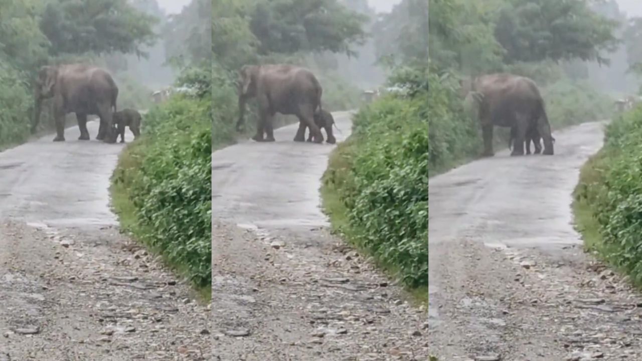 Video: ಹುಟ್ಟಿದ ಕೆಲವೇ ಗಂಟೆಗಳಲ್ಲಿ ಪುಟ್ಟ ಪುಟ್ಟ ಹೆಜ್ಜೆಯಿಟ್ಟು ತಾಯಿಯನ್ನು ಹಿಂಬಾಲಿಸಿ ರಸ್ತೆ ದಾಟಿದ ಮರಿಯಾನೆ