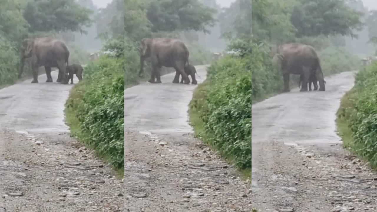 Video: ಹುಟ್ಟಿದ ಕೆಲವೇ ಗಂಟೆಗಳಲ್ಲಿ ಪುಟ್ಟ ಪುಟ್ಟ ಹೆಜ್ಜೆಯಿಟ್ಟು ತಾಯಿಯನ್ನು ಹಿಂಬಾಲಿಸಿ ರಸ್ತೆ ದಾಟಿದ ಮರಿಯಾನೆ Video: ಹುಟ್ಟಿದ ಕೆಲವೇ ಗಂಟೆಗಳಲ್ಲಿ ಪುಟ್ಟ ಪುಟ್ಟ ಹೆಜ್ಜೆಯಿಟ್ಟು ತಾಯಿಯನ್ನು ಹಿಂಬಾಲಿಸಿ ರಸ್ತೆ ದಾಟಿದ ಮರಿಯಾನೆ