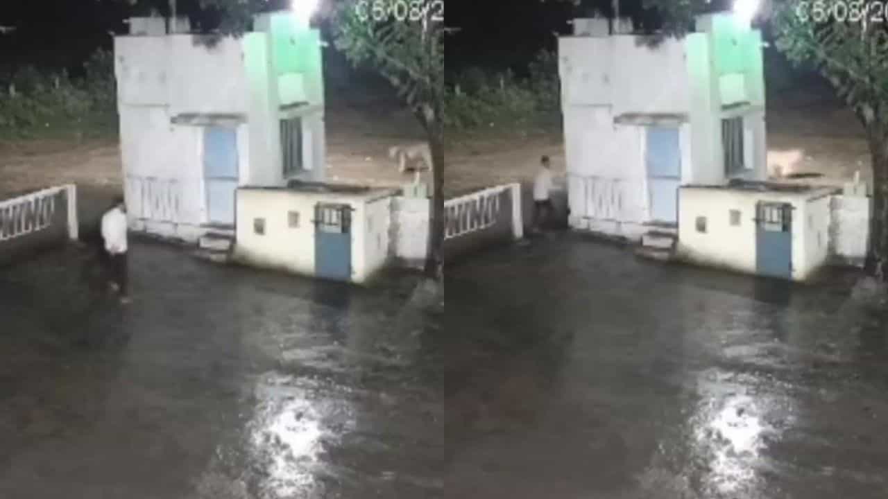 Video: ಸಿಂಹ ಬಂತು ಎಂದು ವ್ಯಕ್ತಿ ಓಡಿದ್ರೆ, ಇತ್ತ ಕಾಡಿನ ರಾಜ ಏನ್ ಮಾಡಿತು ನೋಡಿ