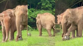 Video: ಬೆಂಗಳೂರು ಅದ್ಭುತ ಅನುಭವಗಳ ಸಾರ, ಹುಟ್ಟೂರಿಗೆ ಮರಳುವಾಗ ಭಾವುಕಳಾದ ವಿದೇಶಿ ಮಹಿಳೆ