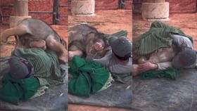 ಮೈ ಮೇಲೆ ಹೊರಳಾಡುತ್ತಾ ವ್ಯಕ್ತಿಯ ಜತೆಗೆ ಮರಿಯಾನೆಯ ತುಂಟಾಟ