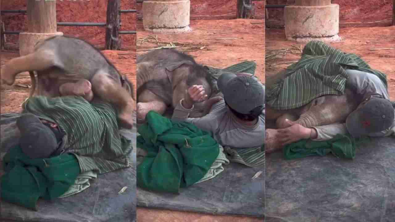 Video: ಇದು ಶುದ್ಧ ಪ್ರೀತಿ; ಮೈ ಮೇಲೆ ಹೊರಳಾಡುತ್ತಾ ವ್ಯಕ್ತಿಯ ಜತೆಗೆ ಮರಿಯಾನೆಯ ತುಂಟಾಟ