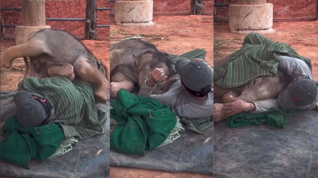 Video: ಇದು ಶುದ್ಧ ಪ್ರೀತಿ; ಮೈ ಮೇಲೆ ಹೊರಳಾಡುತ್ತಾ ವ್ಯಕ್ತಿಯ ಜತೆಗೆ ಮರಿಯಾನೆಯ ತುಂಟಾಟ Video: ಇದು ಶುದ್ಧ ಪ್ರೀತಿ; ಮೈ ಮೇಲೆ ಹೊರಳಾಡುತ್ತಾ ವ್ಯಕ್ತಿಯ ಜತೆಗೆ ಮರಿಯಾನೆಯ ತುಂಟಾಟ