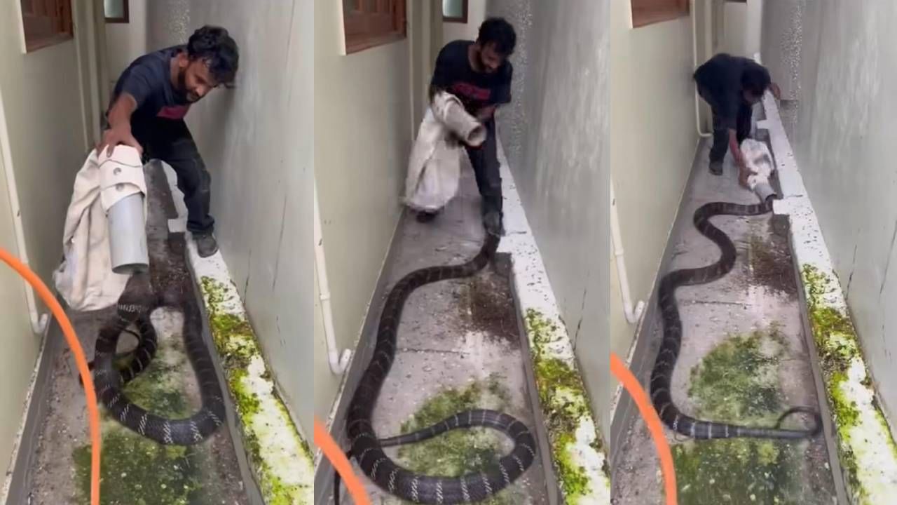 Video: ಅಬ್ಬಬ್ಬಾ… ಬರೀ ಪೈಪ್‌ ಬಳಸಿ ದೈತ್ಯಾಕಾರದ ಕಾಳಿಂಗ ಸರ್ಪವನ್ನು ಹಿಡಿದ ಧೀರ