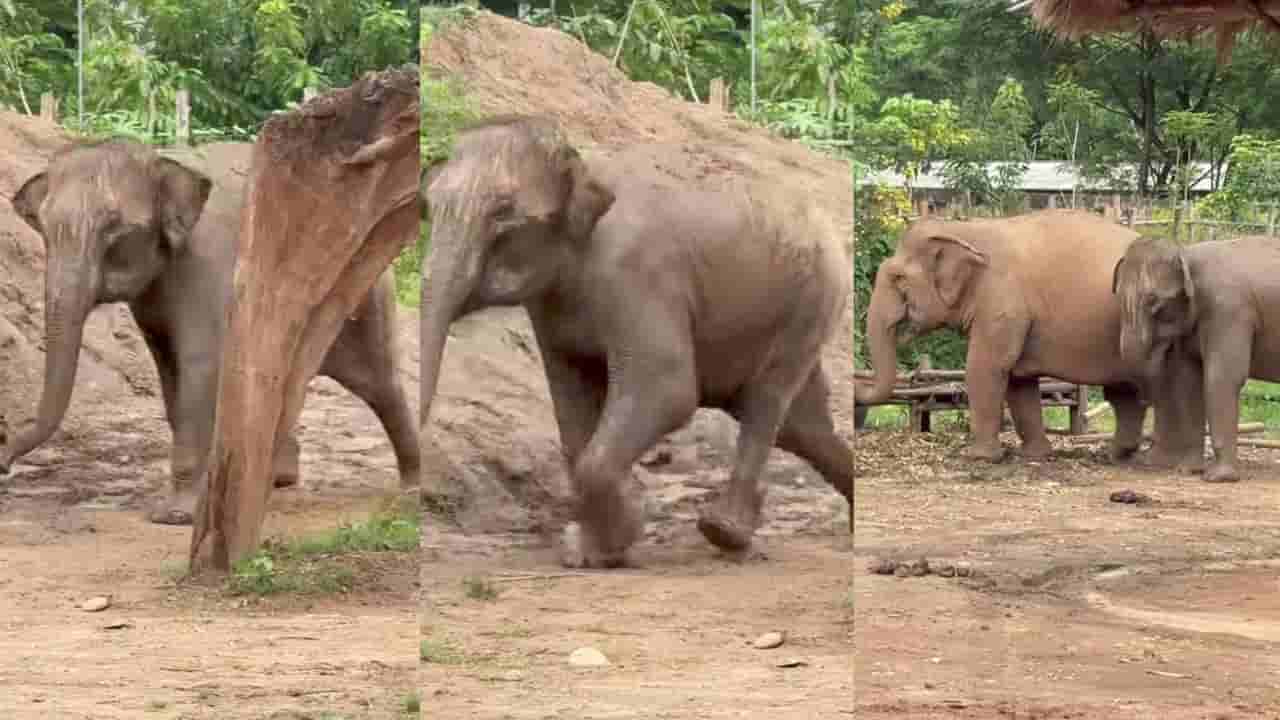 Video: ತಾಯಿಯ ಧ್ವನಿ ಕೇಳುತ್ತಿದ್ದಂತೆ ಓಡೋಡಿ ಬಂದು ಅಮ್ಮನ ಮಡಿಲು ಸೇರಿದ ದಾರಿ ತಪ್ಪಿದ ಮರಿಯಾನೆ