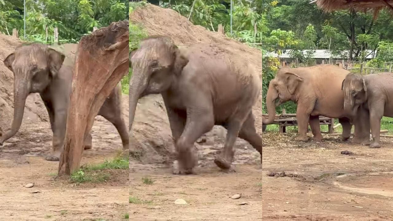 Video: ತಾಯಿಯ ಧ್ವನಿ ಕೇಳುತ್ತಿದ್ದಂತೆ ಓಡೋಡಿ ಬಂದು ಅಮ್ಮನ ಮಡಿಲು ಸೇರಿದ ದಾರಿ ತಪ್ಪಿದ ಮರಿಯಾನೆ