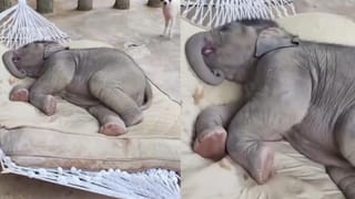 Video: ಅವಳು ತಾಯಿ, ಮಕ್ಕಳ ಕಾಳಜಿ ಮಾಡಲೇಬೇಕು, ನೀರಿನಲ್ಲಿ ಹುಲಿ ಮರಿಗಳ ಜಾಲಿ, ಅಮ್ಮನಿಗೆ ಆತಂಕ