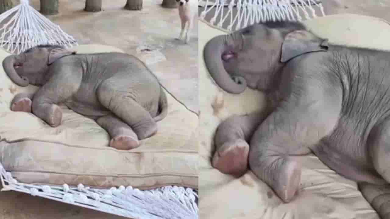 Video: ನಿದ್ದೆಯಲ್ಲಿ ಗೊರಕೆ ಹೊಡೆಯುತ್ತಿರುವ ಮರಿಯಾನೆ