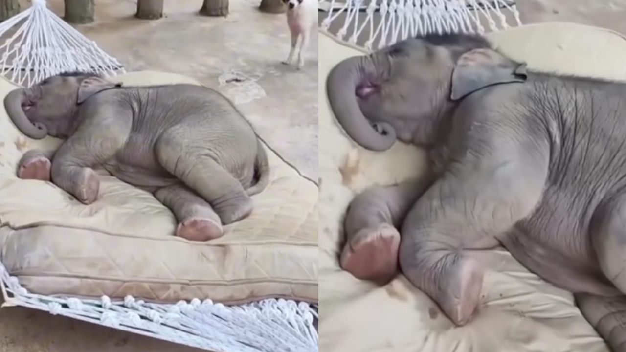 Video: ನಿದ್ದೆಯಲ್ಲಿ ಗೊರಕೆ ಹೊಡೆಯುತ್ತಿರುವ ಮರಿಯಾನೆ