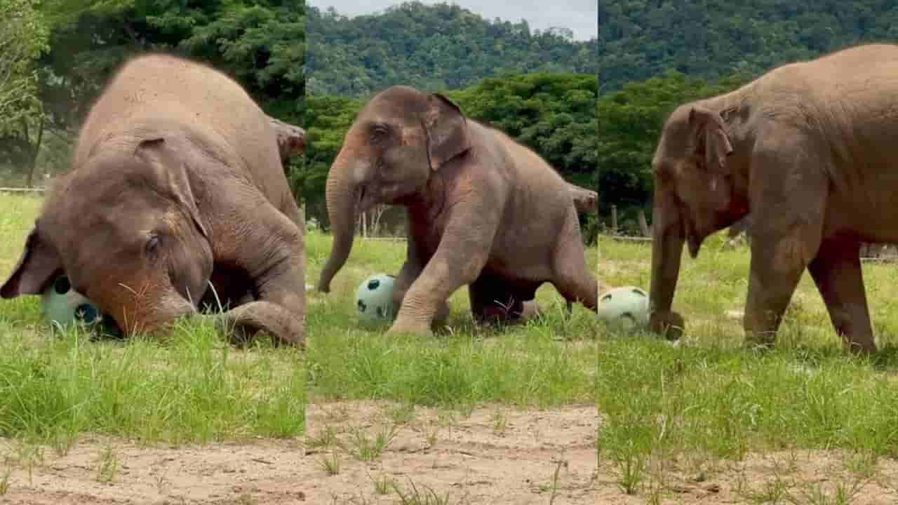 Video: ನೋಡ ನೋಡ ಎಷ್ಟು ಚಂದ; ಖುಷಿ ಖುಷಿಯಾಗಿ ಚೆಂಡಾಟ ಆಡಿದ ಆನೆ