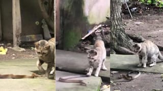 Video: ಭಯದಲ್ಲಿ ಹಾವನ್ನೇ ಸಾಯಿಸಿ ಆಸ್ಪತ್ರೆಗೆ ಓಡೋಡಿ ಹೋದ ಯುವಕ, ಮುಂದೇನಾಯ್ತು ನೋಡಿ