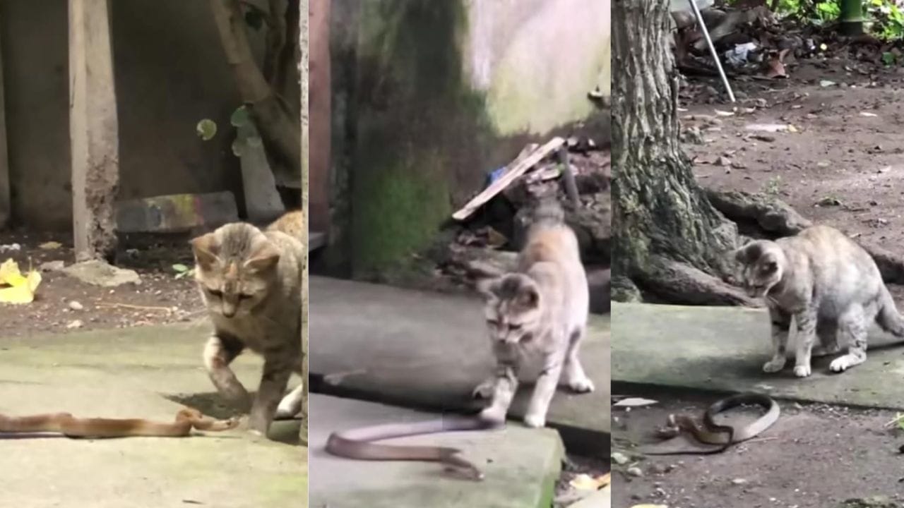Video: ಮನೆ ಹತ್ರ ಹಾವು ಬಂದ್ರೆ ಓಡಿಸೋಕೆ ನಾನೊಬ್ಬನೇ ಸಾಕು; ಈ ಬೆಕ್ಕಿನ ಧೈರ್ಯ ನೋಡಿ Video: ಮನೆ ಹತ್ರ ಹಾವು ಬಂದ್ರೆ ಓಡಿಸೋಕೆ ನಾನೊಬ್ಬನೇ ಸಾಕು; ಈ ಬೆಕ್ಕಿನ ಧೈರ್ಯ ನೋಡಿ